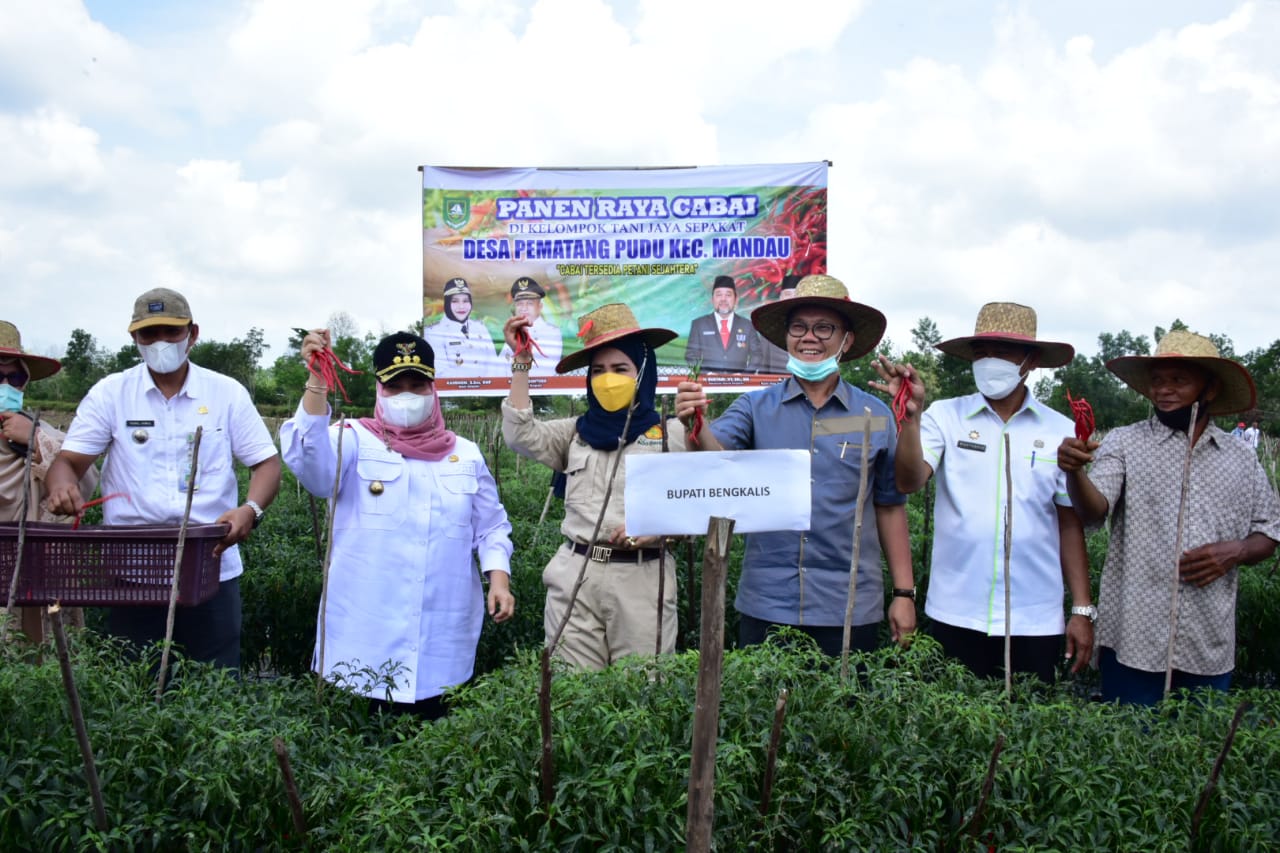 Bupati Panen Cabai