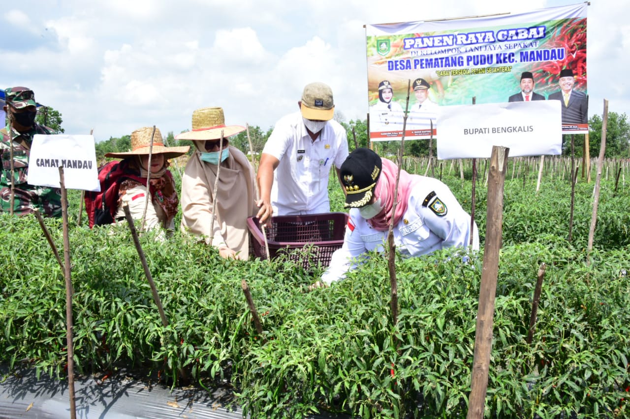 Bupati Panen Cabai