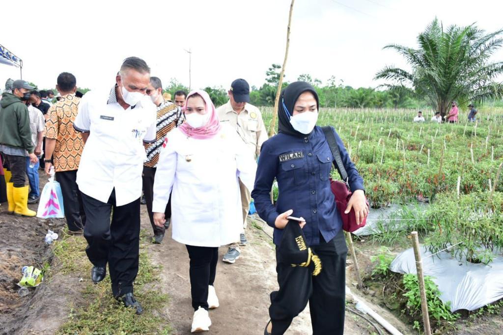 Bupati berjalan menuju lokasi panen
